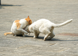 Cats fighting