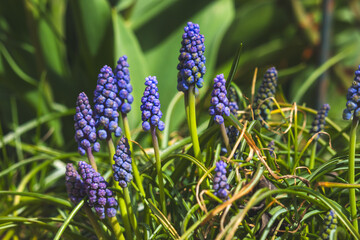 Purple grape hyacinths against a blurred background on a sunny day in April