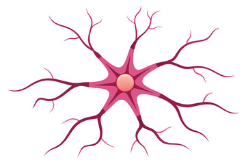 Fototapeta premium Neuron Cell on White Background with Pink Dendrites and a Circular Nucleus