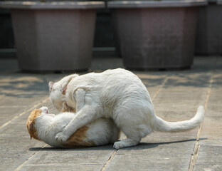 Cats fighting