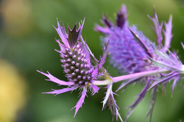 Spikey Purple Eryngium Planum Flower in Bloom