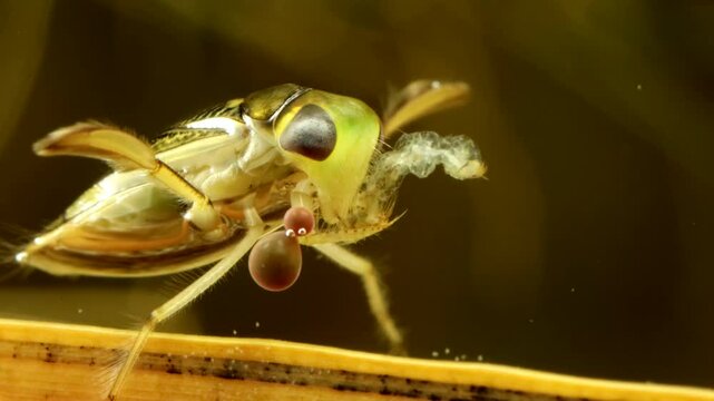 Adult Water Boatman (Cymatia americana) underwater, feeding on a midge larva (Chironomid), the chironomid is almost an empty husk, parasitic mite larvae attached to leg, extreme macro, series 005.