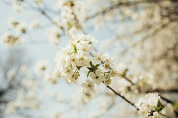 Blooming spring tree. Cherry blossoms