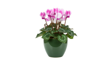 Pink cyclamen houseplant green pot