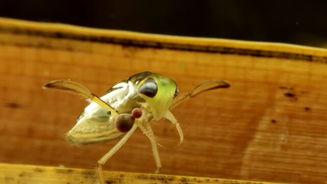 Adult Water Boatman (Cymatia americana) underwater, resting on a blade of dead grass before swimming away, parasitic mite larvae attached to leg,  macro close-up, series 005.