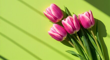 Fototapeta premium Pink tulips with white stripes are arranged in a bouquet, placed on the right side of the image, with their stems and leaves visible, casting shadows on the background
