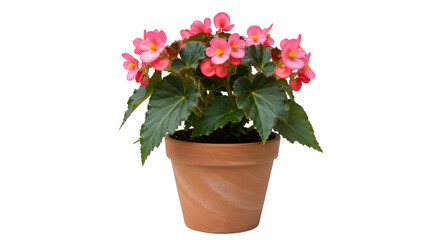 Pink flowers potted plant green leaves