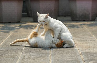 Cats fighting