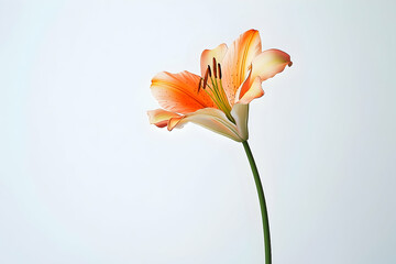 Obraz premium A single, vibrant orange and cream lily against a light background.