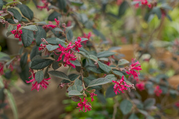 Loropetalum chinense, commonly known as loropetalum, Chinese fringe flower and strap flower is a...
