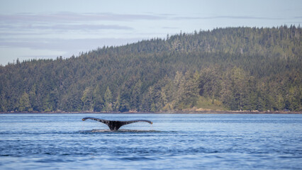 Fototapeta premium Humpback whale ( Megaptera novaeangliae ), the gentle giants of the ocean, displaying a wonderful and active behaviour, Knight Inlet, Vancouver Island, British Columbia, Canada.