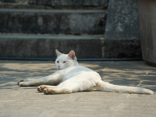 Cats fighting