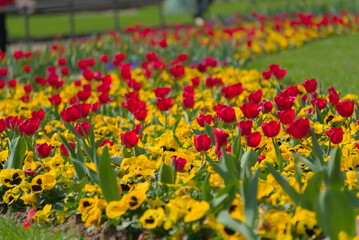red tulips in the park (vers. 5)