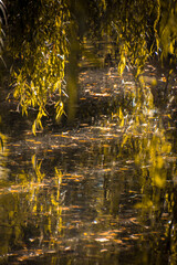 golden autumn leaves