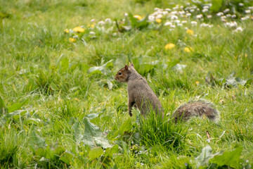 Grey Squirrel 