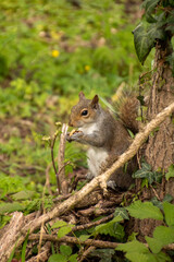 Grey Squirrel Eating