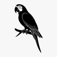 Elegant Silhouette of a Macaw Parrot Perched on a Branch