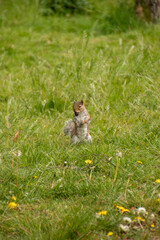Grey Squirrel Stood Upright in Grass