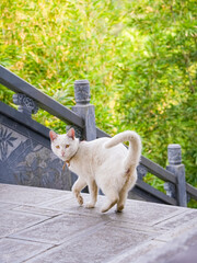 Cats fighting