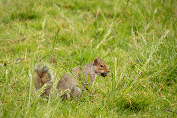 Grey Squirrel With Nut 5