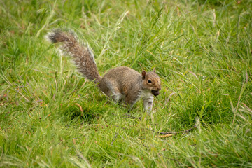 Grey Squirrel With Nut 4
