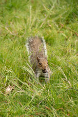 Grey Squirrel With Nut 3