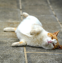 Cats fighting