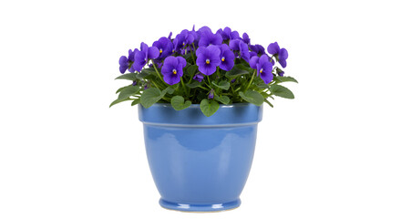 Fototapeta premium Purple flowers in blue pot