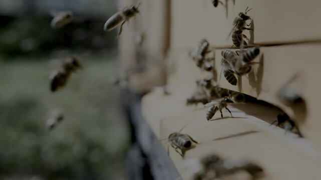 Swarm of honey bees Apis mellifera carrying pollen and flying to the landing board of hive in an apiary.