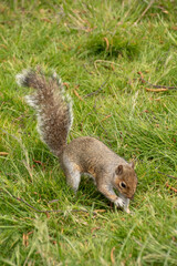 Grey Squirrel Sitting 2