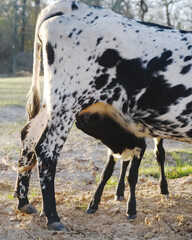 Calf nursing from spotted cow on farm closeup, animal nutrition concept.