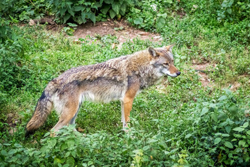 Obraz premium Vigilant coywolf standing amidst lush green vegetation, its gray and reddish-brown fur harmoniously blending with the natural environment, attentive gaze of a wild predator