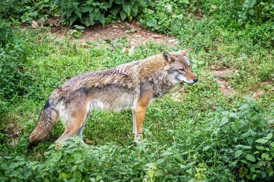 Vigilant coywolf standing amidst lush green vegetation, its gray and reddish-brown fur harmoniously blending with the natural environment, attentive gaze of a wild predator