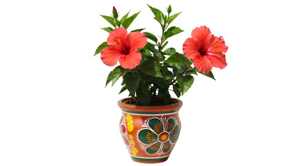 Fototapeta premium Red hibiscus flowers in decorated pot