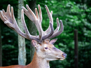 Majestic stag with luxurious velvet antlers standing regally against a dark forest backdrop, its...