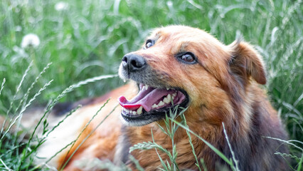 Happy stray dog joyfully lying in tall green grass, its mouth wide open and teeth showing, a moment of boundless joy and freedom in nature