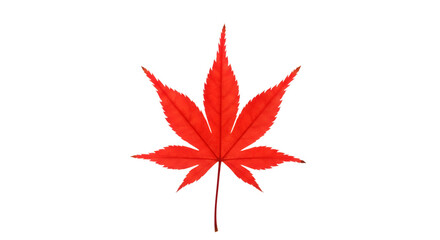 Red maple leaf black background