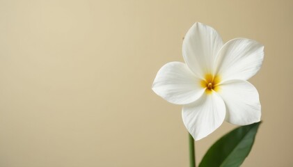 Fototapeta premium Single white bloom against muted beige Pure, understated floral aesthetic , aesthetic, photography, close-up