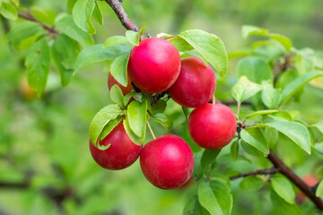 Juicy red Hungarian plums with a light waxy bloom hanging from a branch among fresh green leaves, a generous gift of the summer garden