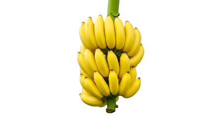 Ripe yellow banana bunch studio shot