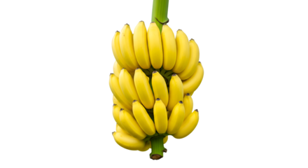 Ripe yellow banana bunch studio shot