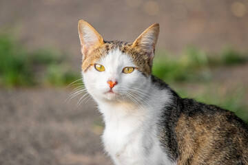 Charming portrait of a calico cat with piercing yellow eyes, attentively looking into the lens...