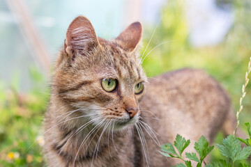 Alert portrait of a European wildcat with piercing green eyes against a blurred green background of vegetation, the watchful gaze of a predator in its natural habitat