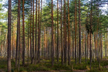 Obraz premium Tall pine trees in a dense forest