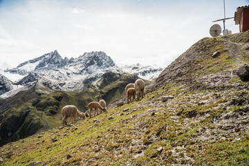 Beautiful Alpaca Llama and Vicuña grazing in the Andean mountains at high elevation near Rainbow...