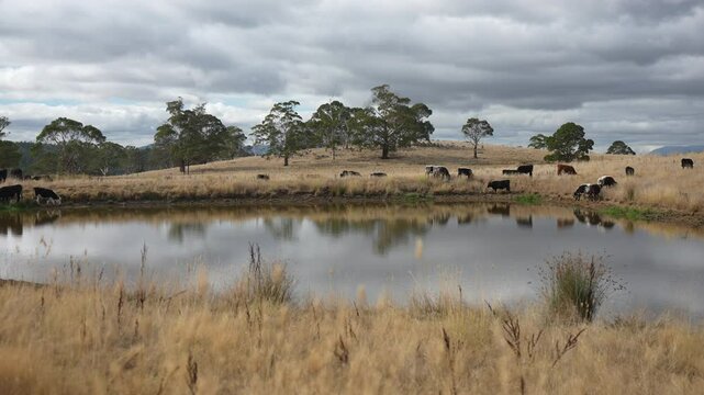 livestock in a meadow, sustainable carbon neutral farming being practiced. regenerative raised cows in a field. agricultural technology innovation.	
