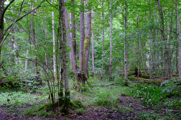 Late summer rich deciduous stand with old trees and lush foliage