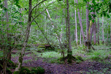 Late summer rich deciduous stand with old trees and lush foliage