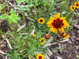 Beautiful yellow colour flower, Coreopsis tinctoria, commonly known as plains coreopsis, garden tickseed, golden tickseed, or calliopsis, is an annual forb.