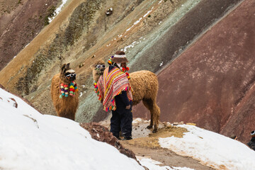 Beautiful Alpaca Llama and Vicu&ntilde;a grazing in the Andean mountains at high elevation near Rainbow Mountain Peru. Surrounded by rugged peaks and dramatic skies